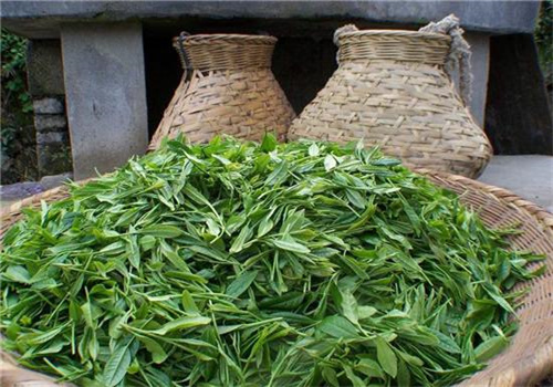 五云茶业