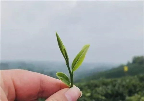 五云茶业
