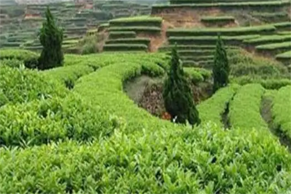 闽福泰茶叶