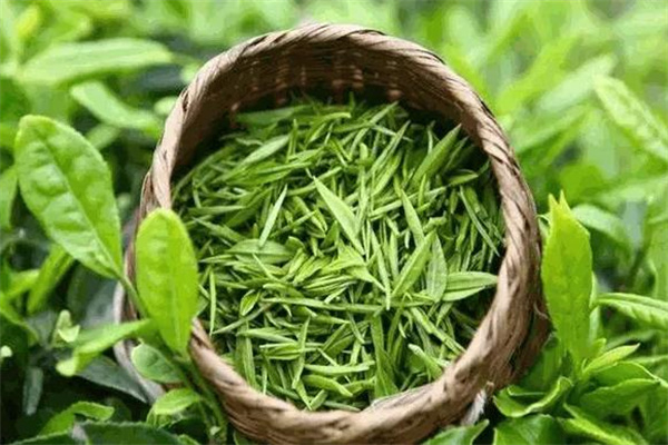 文帝贡茶