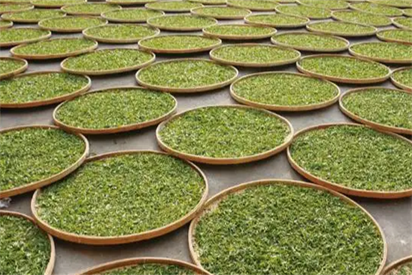 闽福泰茶叶