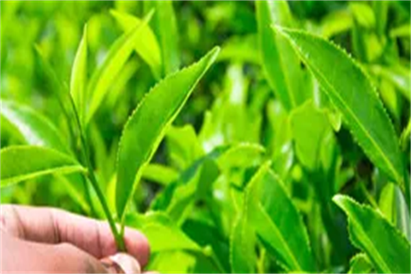 闽福泰茶叶