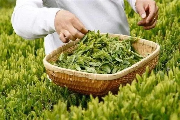 长瑞文冠茶