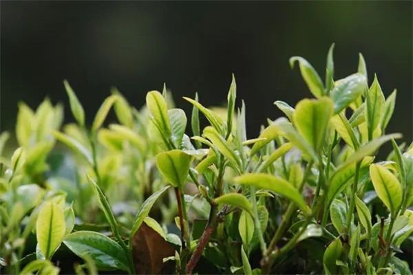 长瑞文冠茶