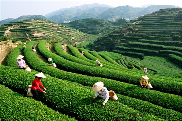 王光熙茶业