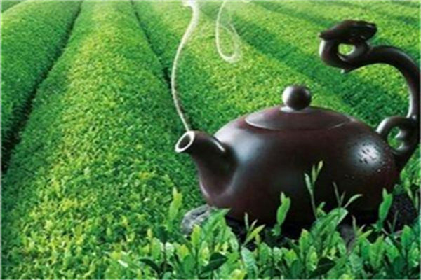王光熙茶业