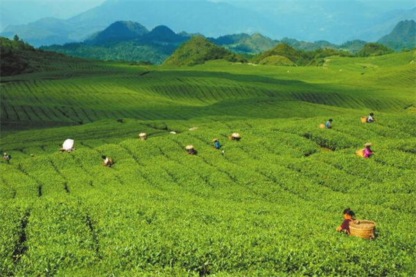 松萝有机茶叶加盟