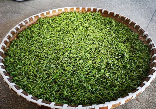 大石头茶叶