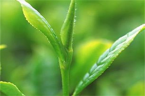 馨怡茶坊