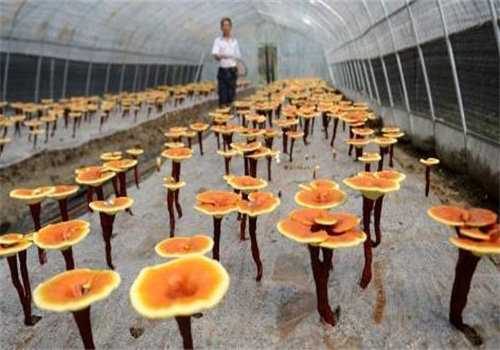 芬灵芝生态园