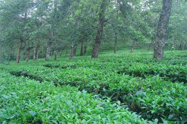 黑山谷藤茶