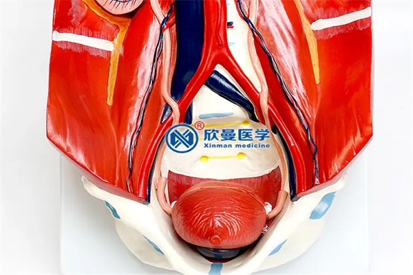 欣曼科教加盟