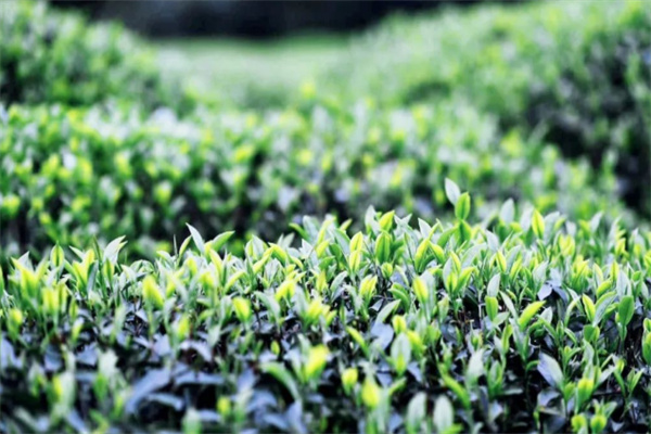 时光大师茶叶加盟