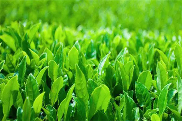 福茗优茶叶