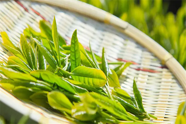 福茗优茶叶