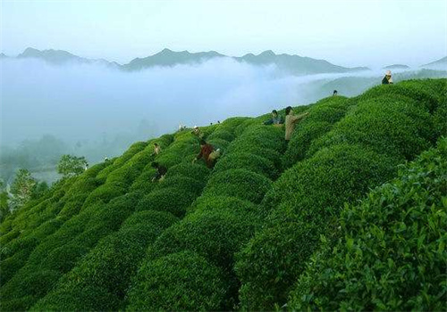 日享茶叶