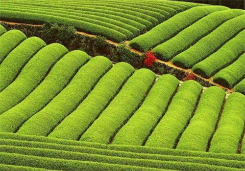 清泓茶业