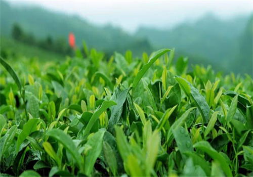 日享茶叶