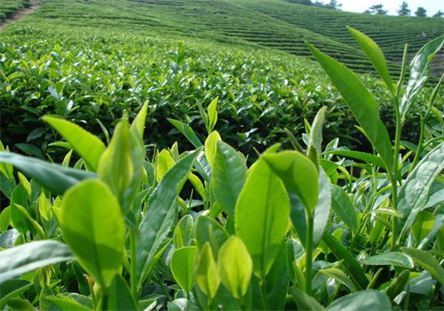 荣丰茶叶