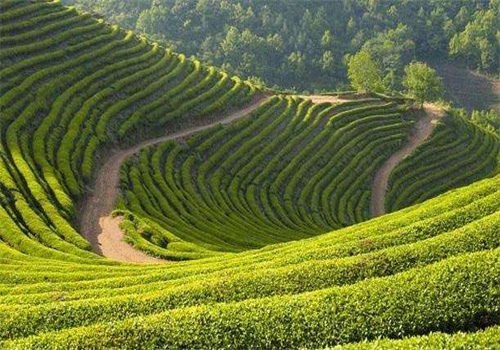 清泓茶业