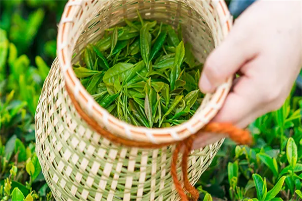 吾家香茗茶