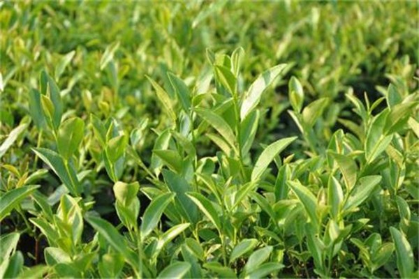 祥丰号茶叶