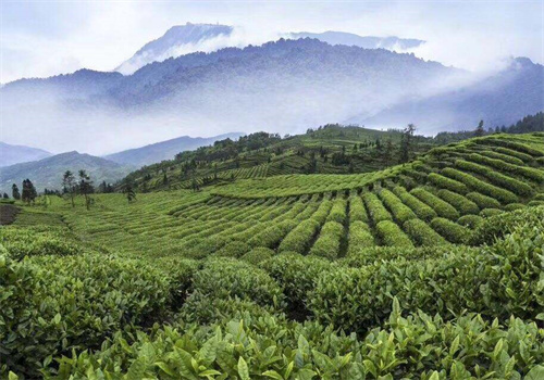 清泓茶业