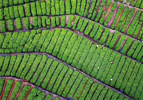 潘家湾茶叶