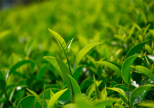 潘家湾茶叶