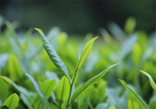 屏边茶叶