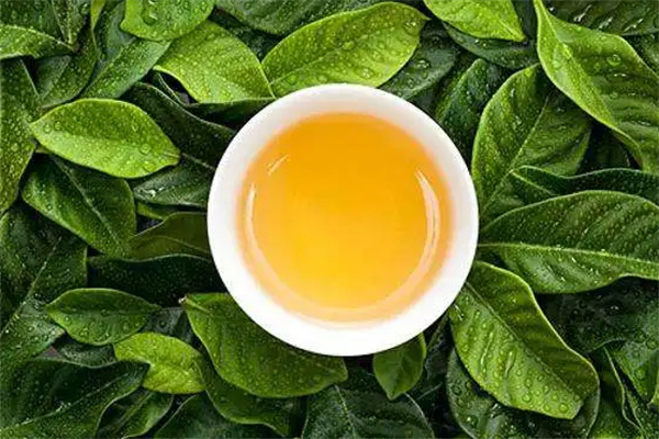 福远茶业加盟