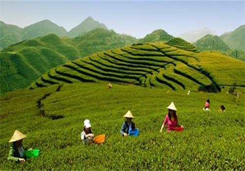 闽秋茶叶