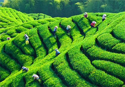茗源茶叶