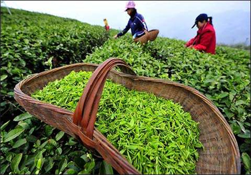 南山茶业