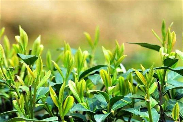 天一茶业
