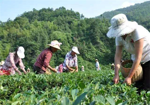 闽秋茶叶