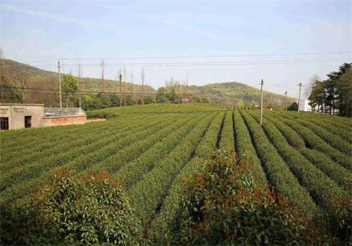 南山茶业