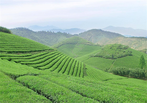 闽秋茶叶