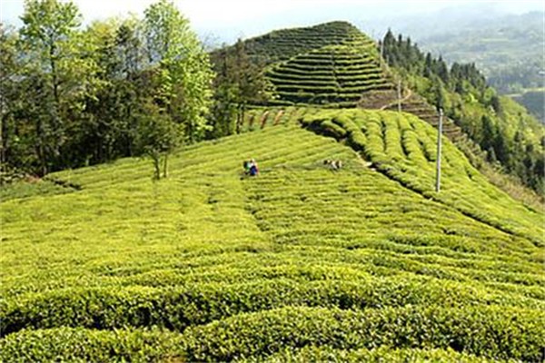 天龙茶叶