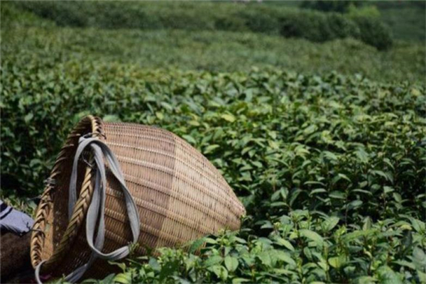 天盛茶叶