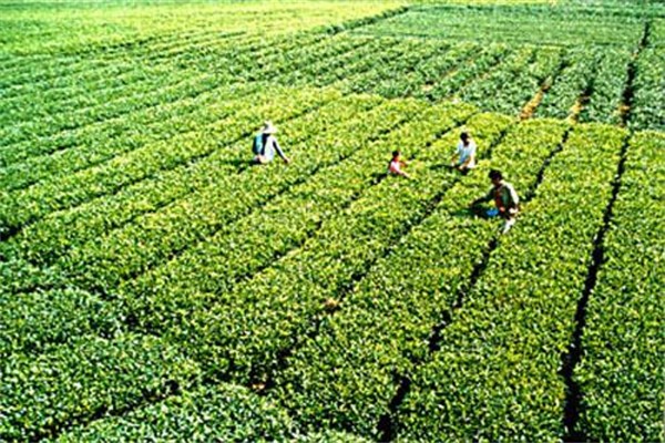 天龙茶叶