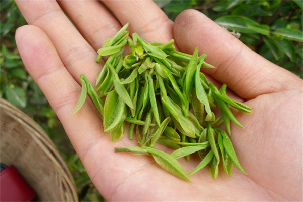 天龙茶叶