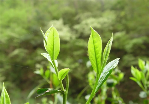 侯山茶叶