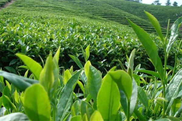绿韵茶叶加盟