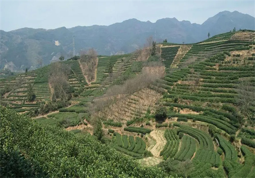 侯山茶叶