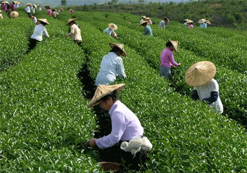 恒润茶叶
