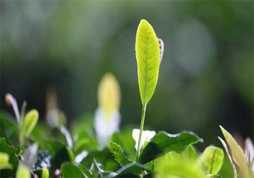 和泰茶业