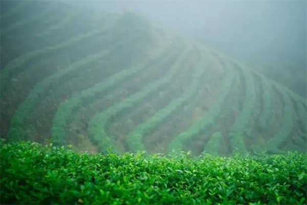 灵山茶业加盟