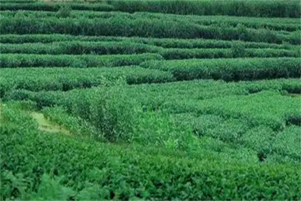 君汉生态茶业