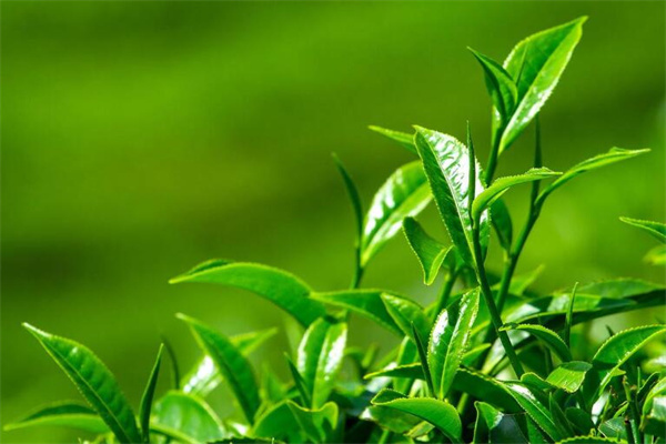 六安道家茶叶加盟